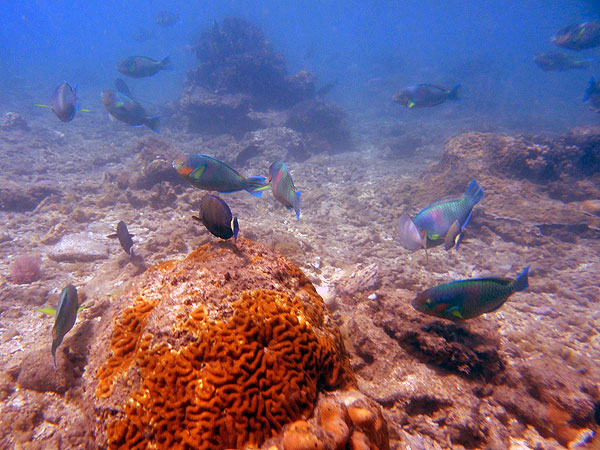 Schools of Parrotfish seen snorkelling