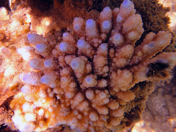 Corals rest beneath the surface