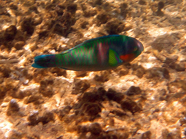 Colourful parrotfish cruise through the water