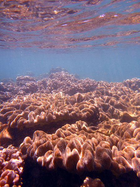 Coral gardens stretching out beneath the water