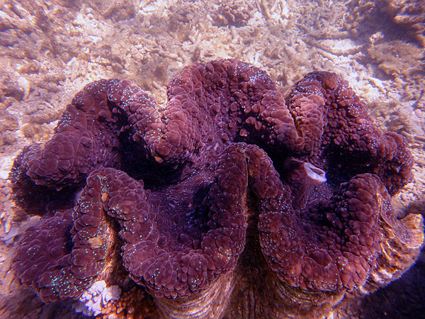 A massive giant clam - exposed at high tide