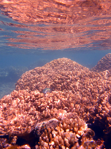 As the tide goes down, the corals get close to the water