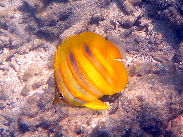 Butterflyfish at Normanby Island, snorkelling