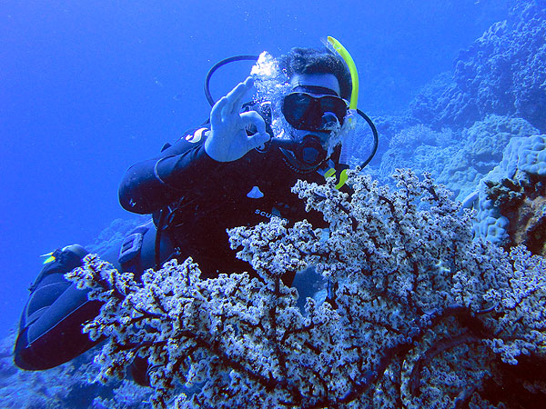 Hard and soft corals across the site