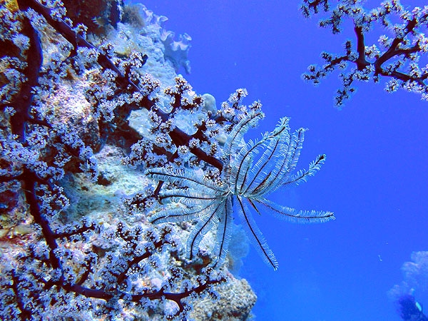 Feather Stars on Saxon Reef's Magic Wall
