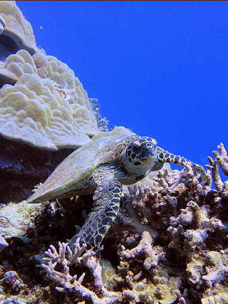 Hawkesbill Turtle on Saxon Reef