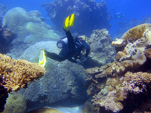 Diving with Tusa Dive on Cairns Great Barrier Reef