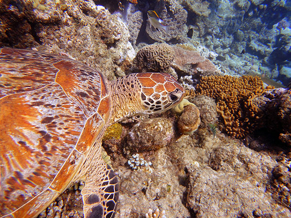 Getting close to turtles while snorkelling Saxon Reef