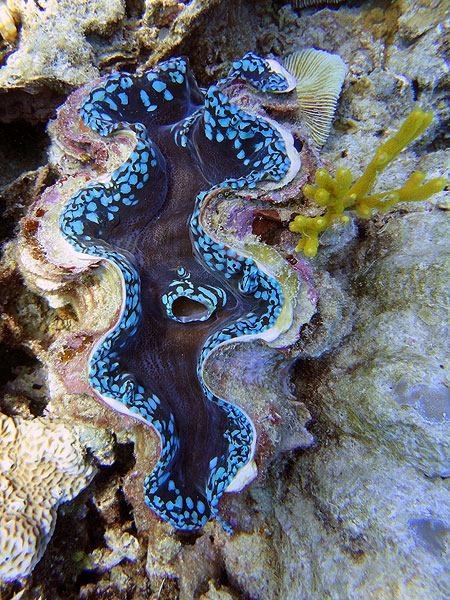 Blue Clam on Saxon Reef