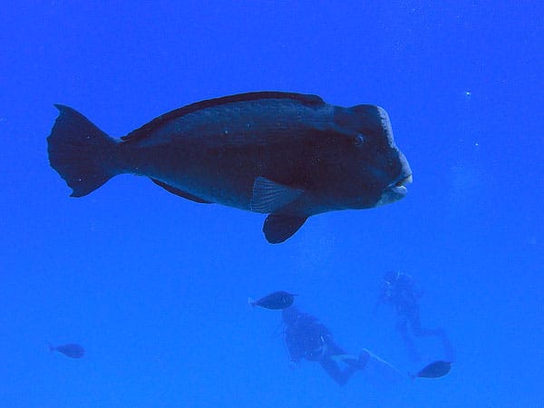 Bumphead Parrotfish cruising the Great Barrier Reef