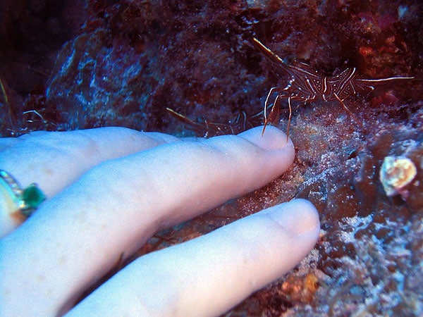 Durban Hinge Shrimp giving me a manicure
