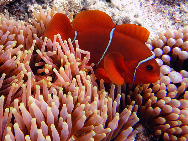 Spine-cheeked Anemonefish - Hastings Reef Diving