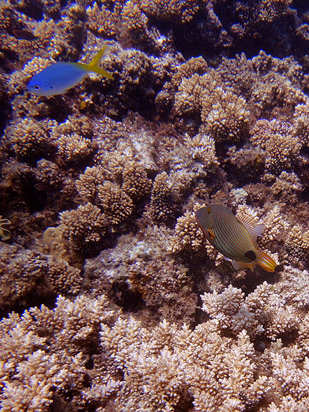 Orange-lined Triggerfish & Yellow-tailed Fusilier