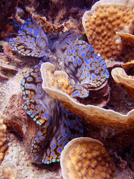 Clam in corals - Hastings Reef - Cairns Great Barrier Reef
