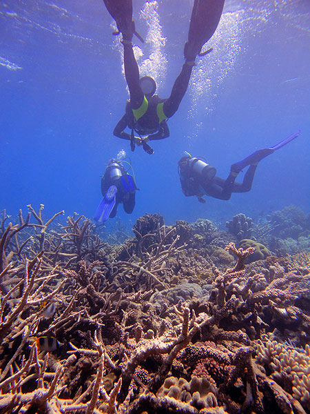 Diving over staghorn corals - Fish Bowl - Hastings Reef