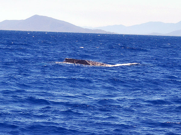 Humpback Whales near Cairns - as seen with Tusa Dive