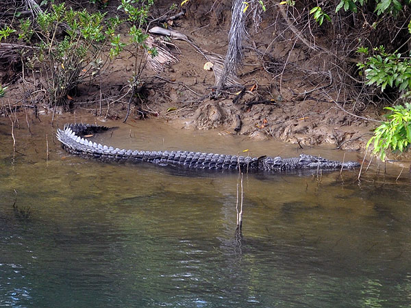 Crocodile in the Mulgrave River