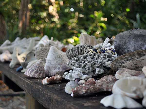 Beach Art - collection of shells