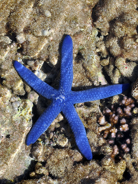 Blue Starfish in the rock pools