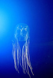 Cairns Jellyfish
