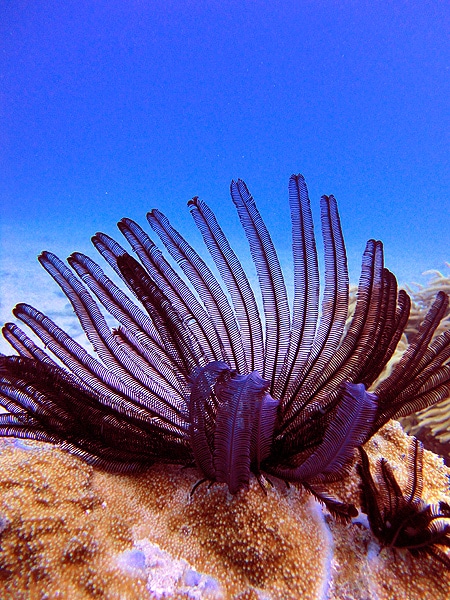 Feather Star at Monolith - Great Barrier Reef