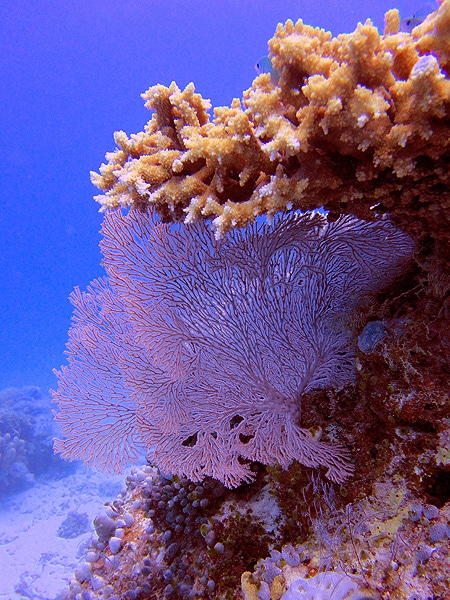 Sea fan at Monolith - Great Barrier Reef