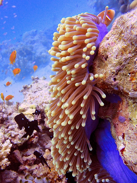 Magnificent sea anemone with Three-spot Dascyllus