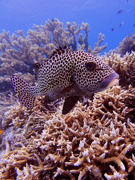 Dotted Sweetlip at Monolith - Great Barrier Reef