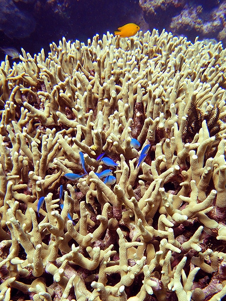 Staghorn corals in clear blue water