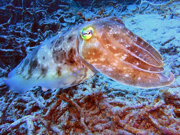 Cuttlefish #1 - Wonder Gardens - Great Barrier Reef