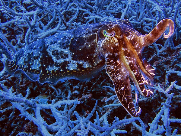 Cuttlefish #2 - Wonder Gardens - Great Barrier Reef