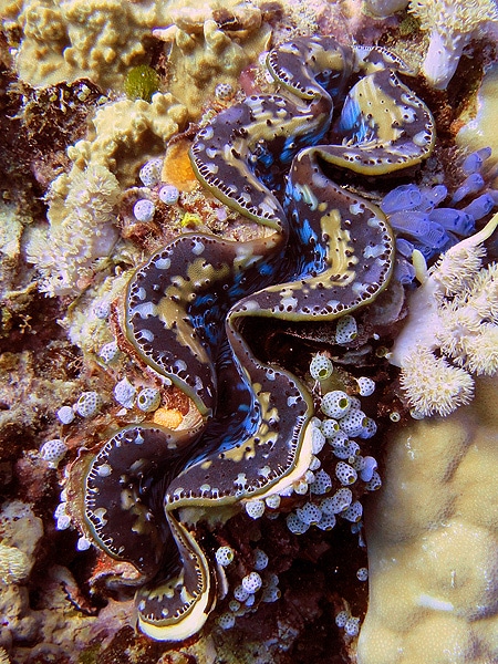Cool Clam - they come in many colours