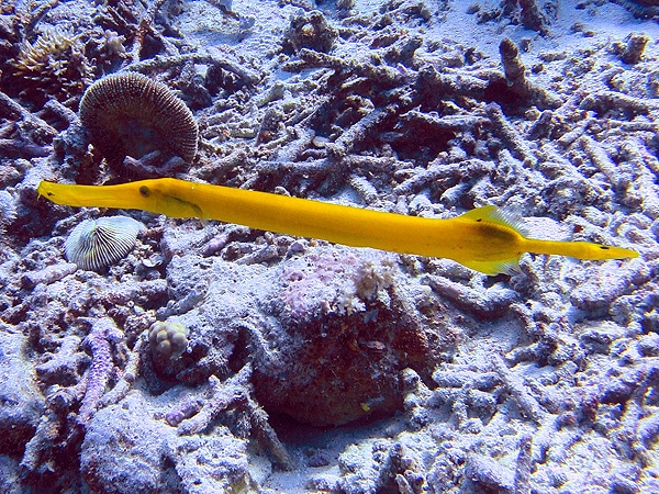 Yellow Trumpetfish - COOL