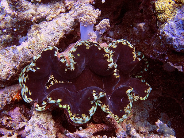 Giant Clam at Yarbies 3 + 4