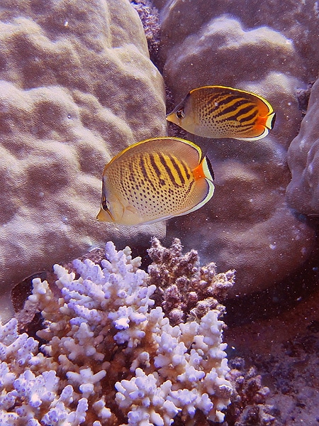 Butterflyfish at Clam Gardens