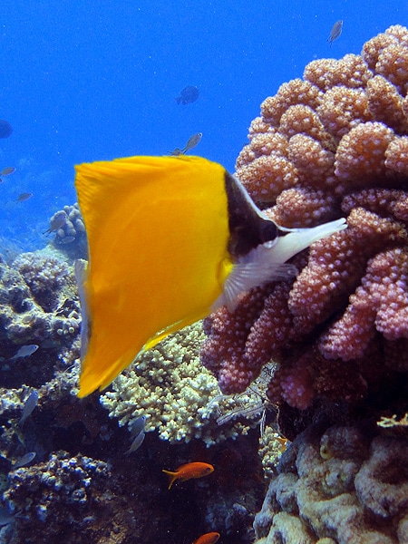Forcepfish - Steve's Bommie - Great Barrier Reef