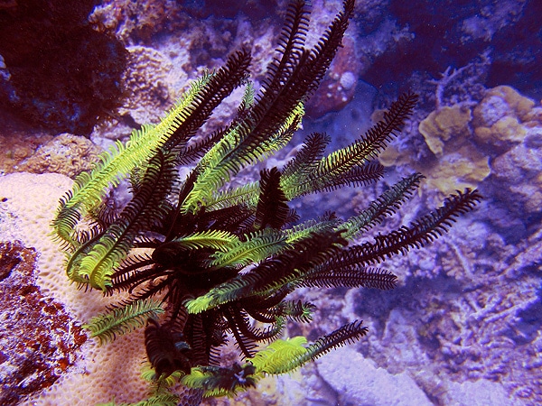 Feather Star at Century Bay - Great Barrier Reef