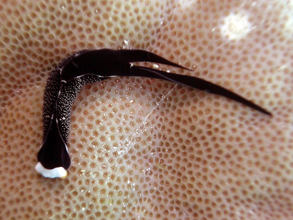 Inornate Chelidonura nudibranch - Flare Point