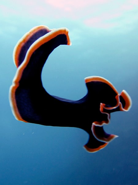 Flatworm at Steve's Bommie - picture courtesy Chris Haslam