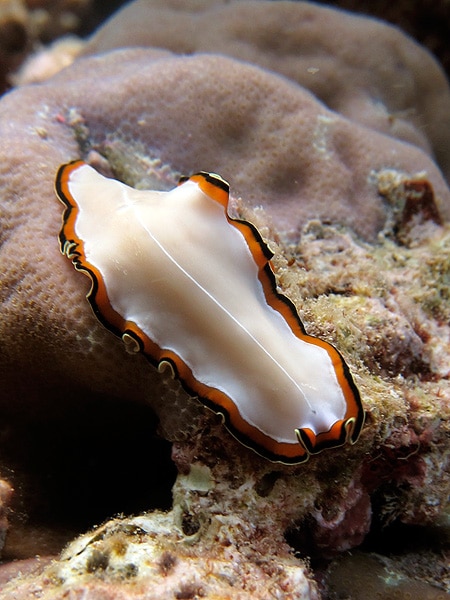 Flatworm, Steve's Bommie - picture courtesy Chris Haslam