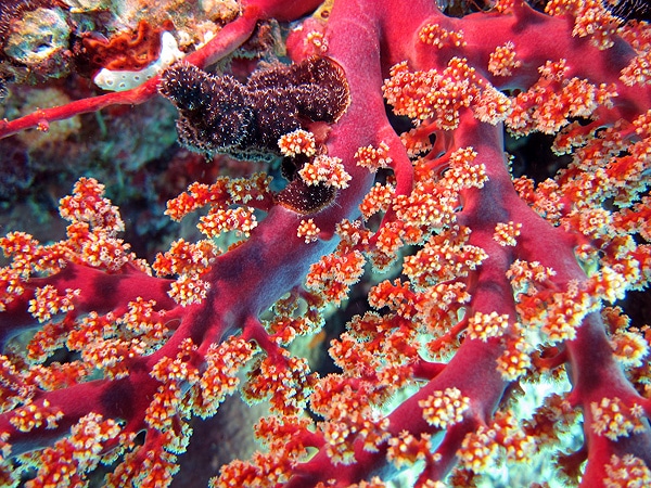 Corals at Century Bay - picture courtesy Richard Holder