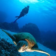 Dive with Turtles Liveaboard Diving Cairns