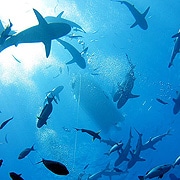 Coral Sea Shark Diving