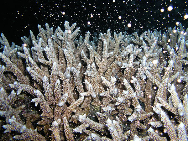 Dates for Coral Spawning 2011