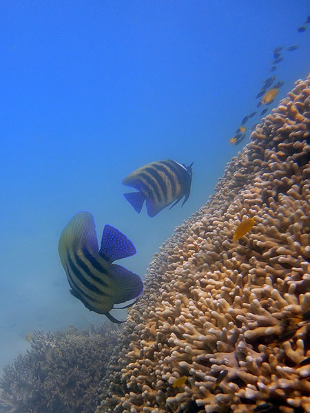 Pair of Six-banded Angelfish cruise the corals