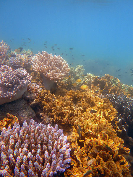 Coral gardens seen snorkelling