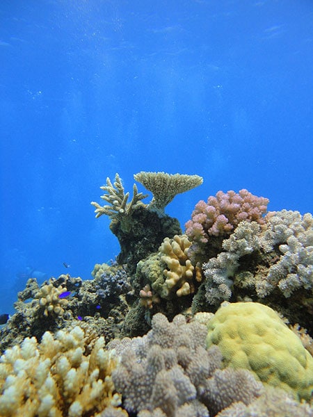 Great Barrier Reef - Saxon Reef