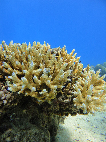 Saxon Reef Dive Review - Staghorn Corals