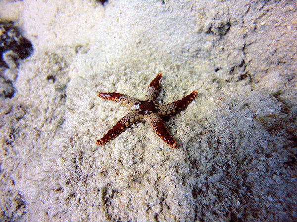 Great Barrier Reef Starfish