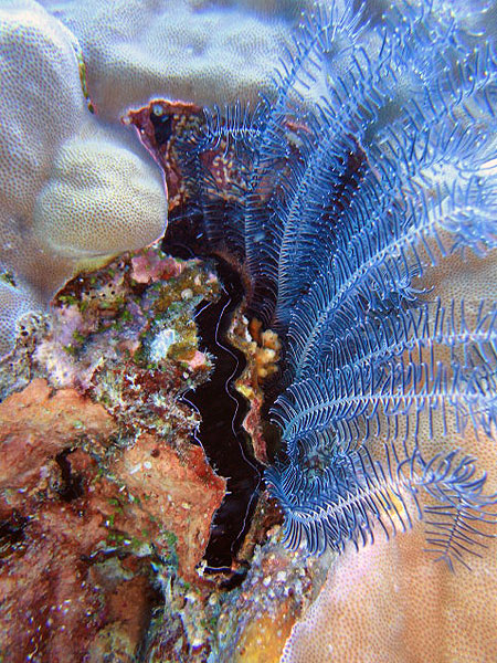 Clams and Feather Stars on Saxon Reef